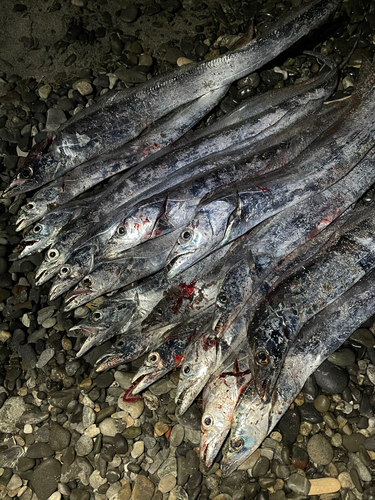 タチウオの釣果