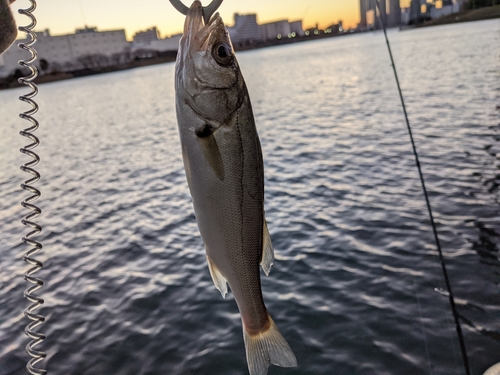 シーバスの釣果