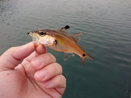 ネンブツダイの釣果