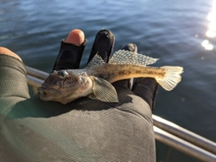 マハゼの釣果