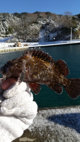 オウゴンムラソイの釣果