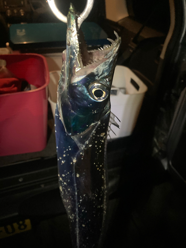 タチウオの釣果