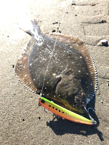 カレイの釣果