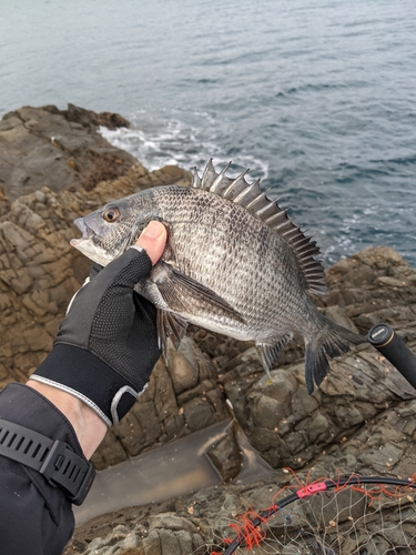 チヌの釣果