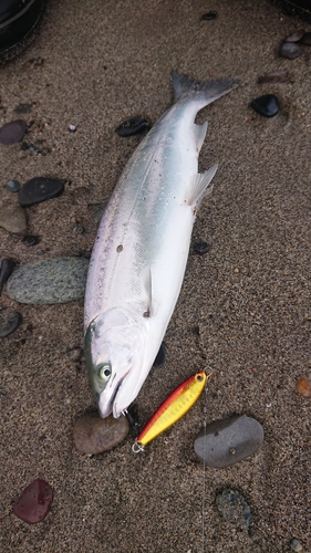 ウミサクラの釣果