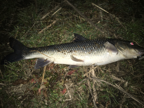 ニゴイの釣果