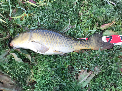 コイの釣果