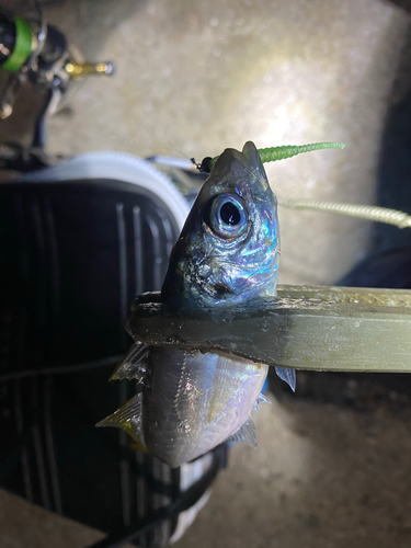 マアジの釣果