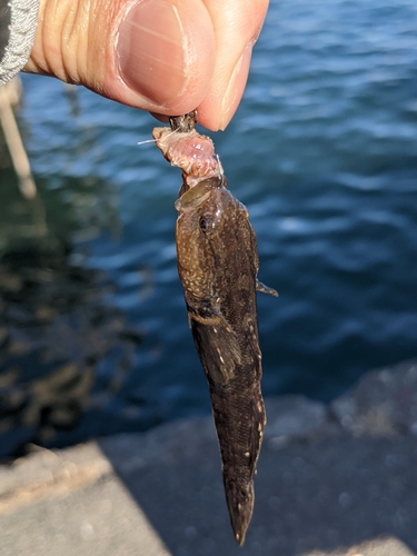 ハゼの釣果