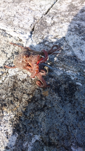 タコの釣果