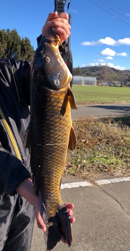 コイの釣果