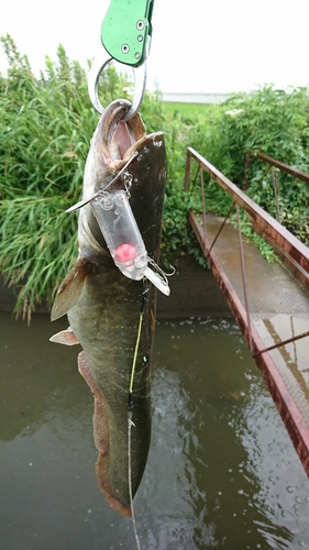 ナマズの釣果