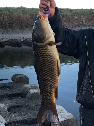 コイの釣果