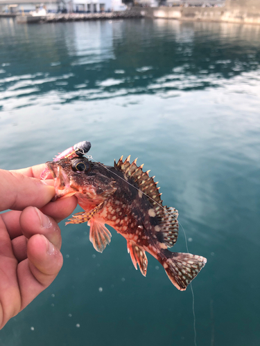 カサゴの釣果