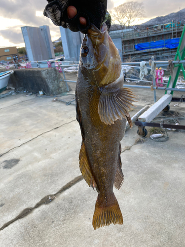 アイナメの釣果