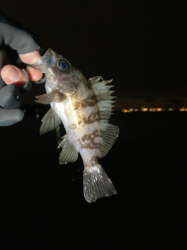 シロメバルの釣果