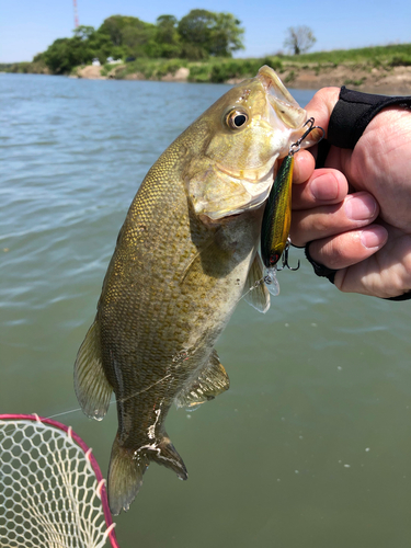 スモールマウスバスの釣果