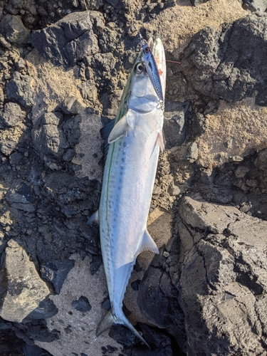 サゴシの釣果