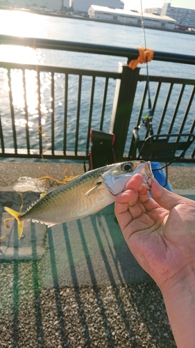 サバの釣果