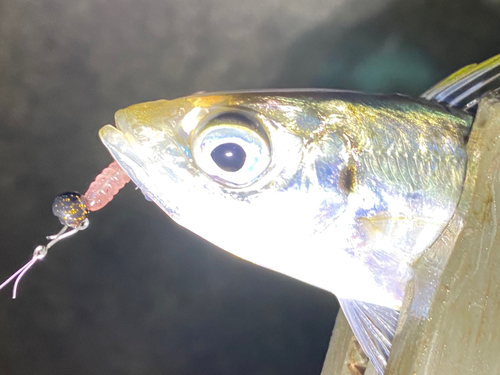 マアジの釣果