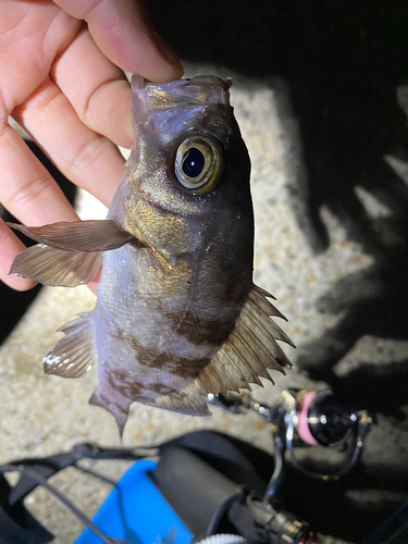 シロメバルの釣果