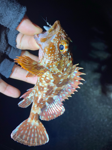 カサゴの釣果