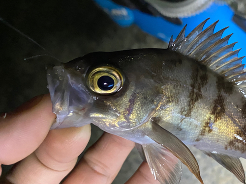 シロメバルの釣果