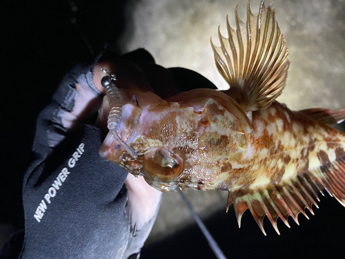 カサゴの釣果