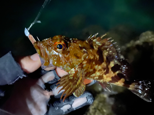 カサゴの釣果