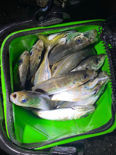 マアジの釣果