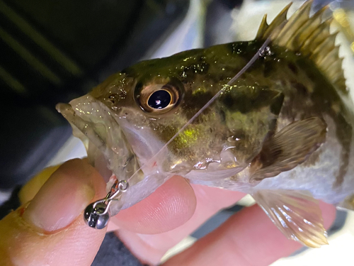 タケノコメバルの釣果