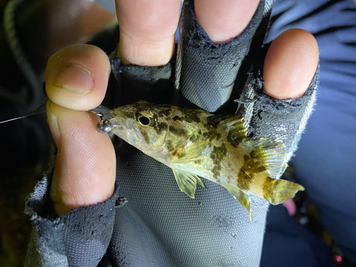 タケノコメバルの釣果