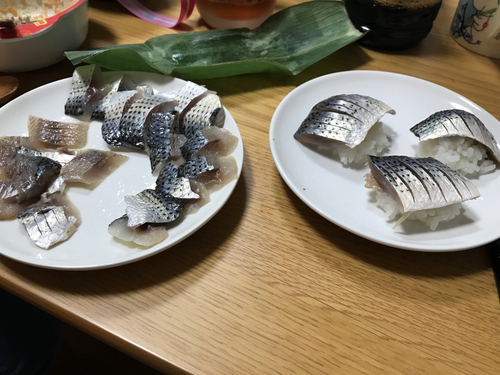 コノシロの釣果