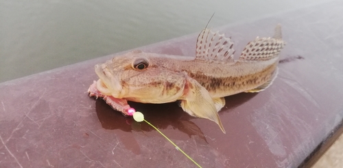 マハゼの釣果