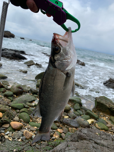 ヒラスズキの釣果