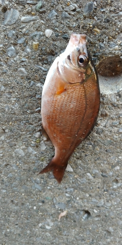 ウミタナゴの釣果