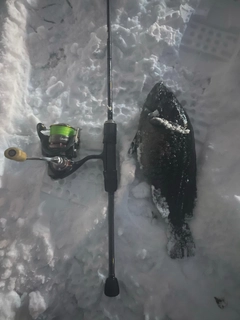 クロソイの釣果