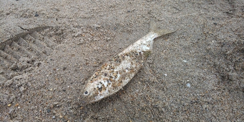 コノシロの釣果