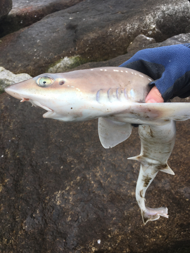 ホシザメの釣果