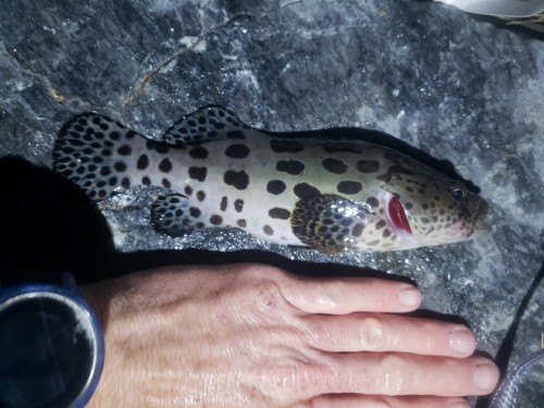 ヒレグロハタの釣果