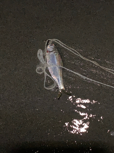 コノシロの釣果