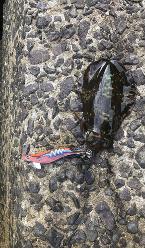 アオリイカの釣果