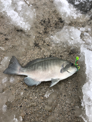 グレの釣果