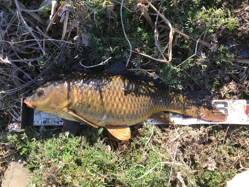 コイの釣果