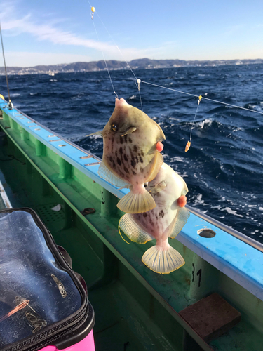 カワハギの釣果