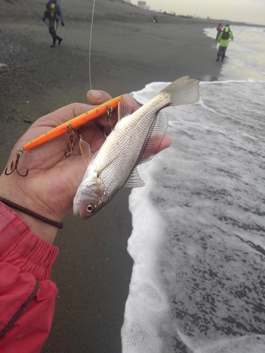 イシモチの釣果