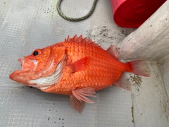 釣果