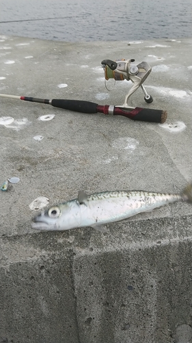 マサバの釣果