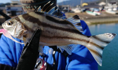 コトヒキの釣果