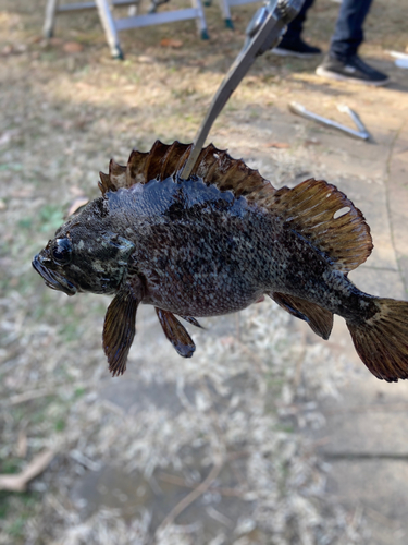 イソカサゴの釣果